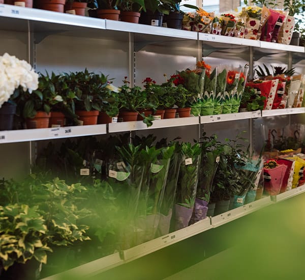 Blommor på hyllplan