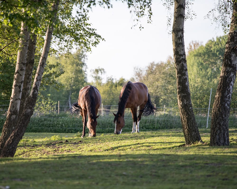 Två hästar i en hage.